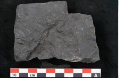 Foto (Detailansicht) von Callipteris sp.  (NHMW-GEO-2024-0188-10910)